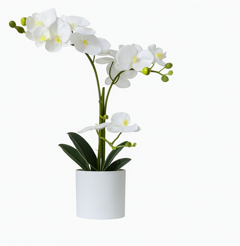 Plants