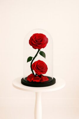 2 Red Roses(250 AED)