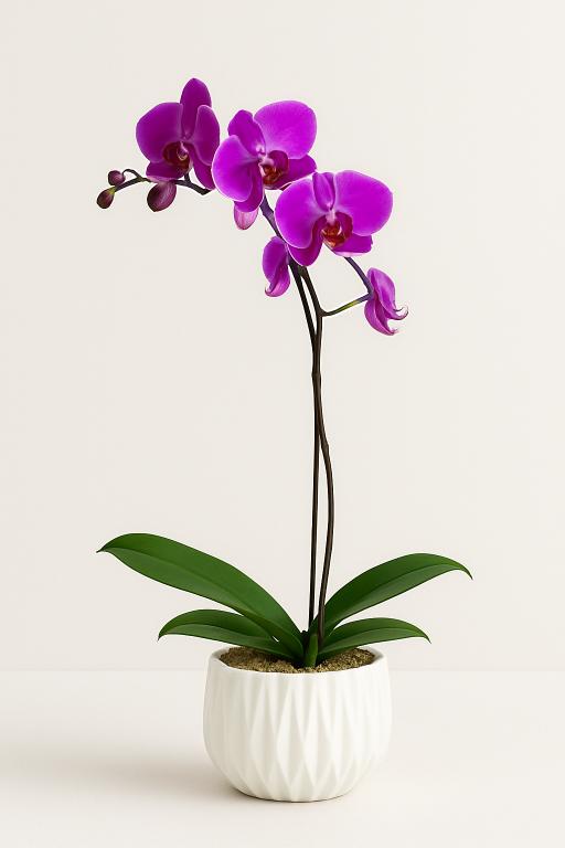 ORCHID PLANT(200 AED)