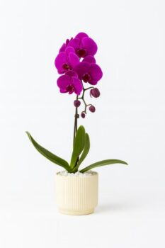 ORCHID PLANT