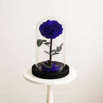 Single Blue Rose