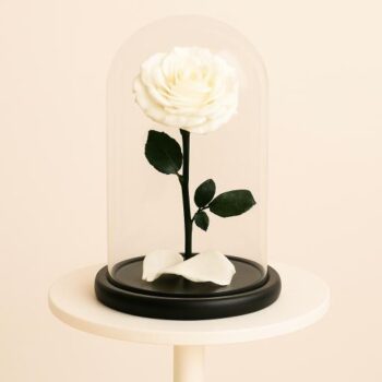 Single White Rose