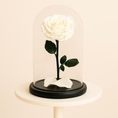 Single White Rose(200AED)