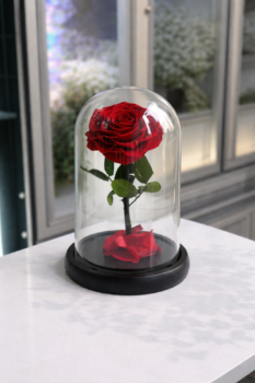 Single Everlasting Red Rose