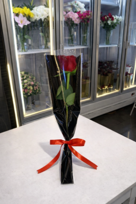 Single Red Rose