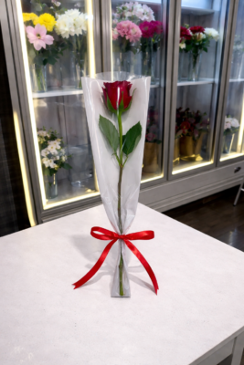 Single Red Rose